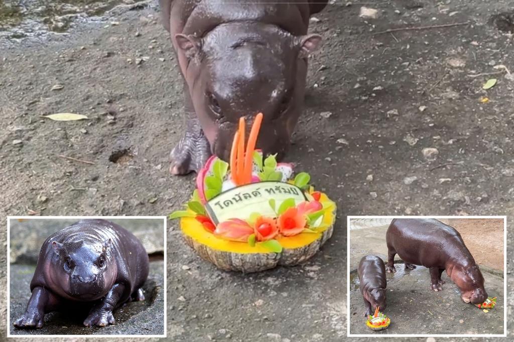 Thailand's viral hippopotamus Moo Deng predicts the winner of the 2024 presidential election