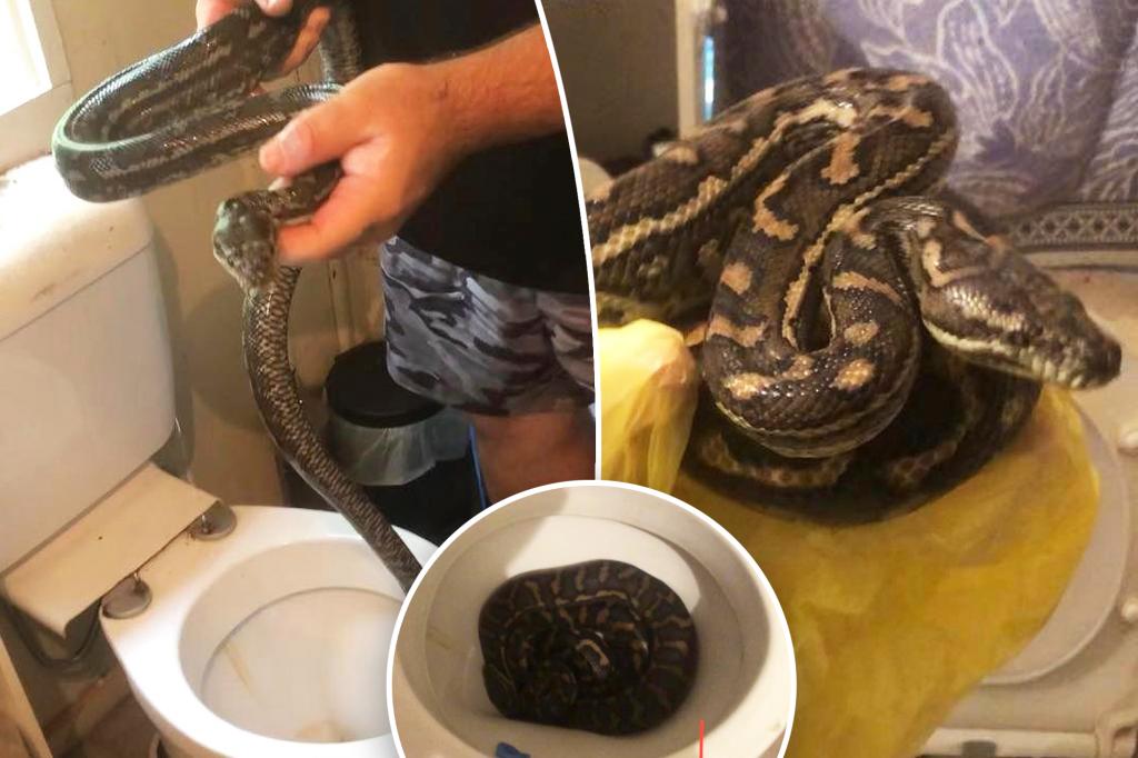 Pythons invade shocked man's toilet twice in one week: 'Not the snake that wants to crawl all over you'